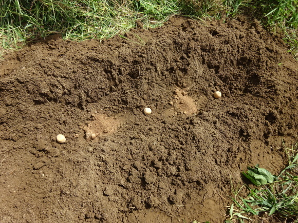 c0369304_23414458.jpg