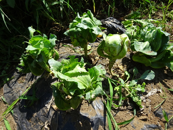 c0369304_23424551.jpg