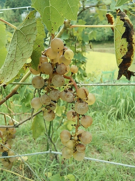 c0149408_10411678.jpg
