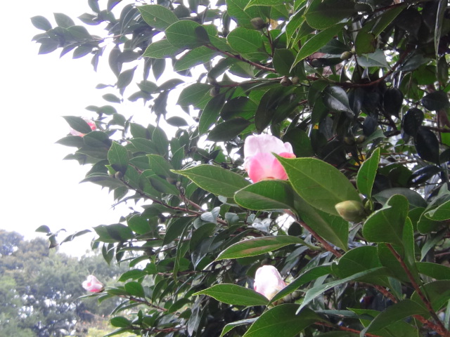 f0231709_972390.jpg