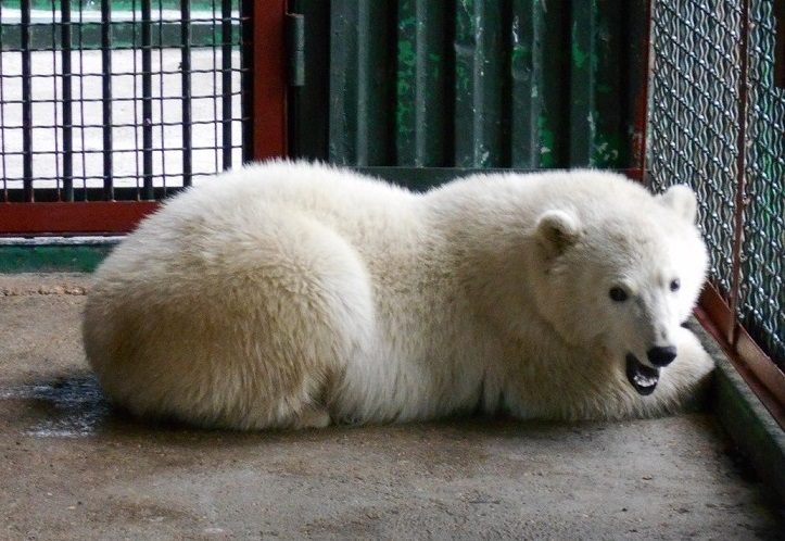 ロシア極北で保護されたホッキョクグマの野生孤児がモスクワ動物園・ヴォロコラムスク附属保護施設に到着_a0151913_18191054.jpg