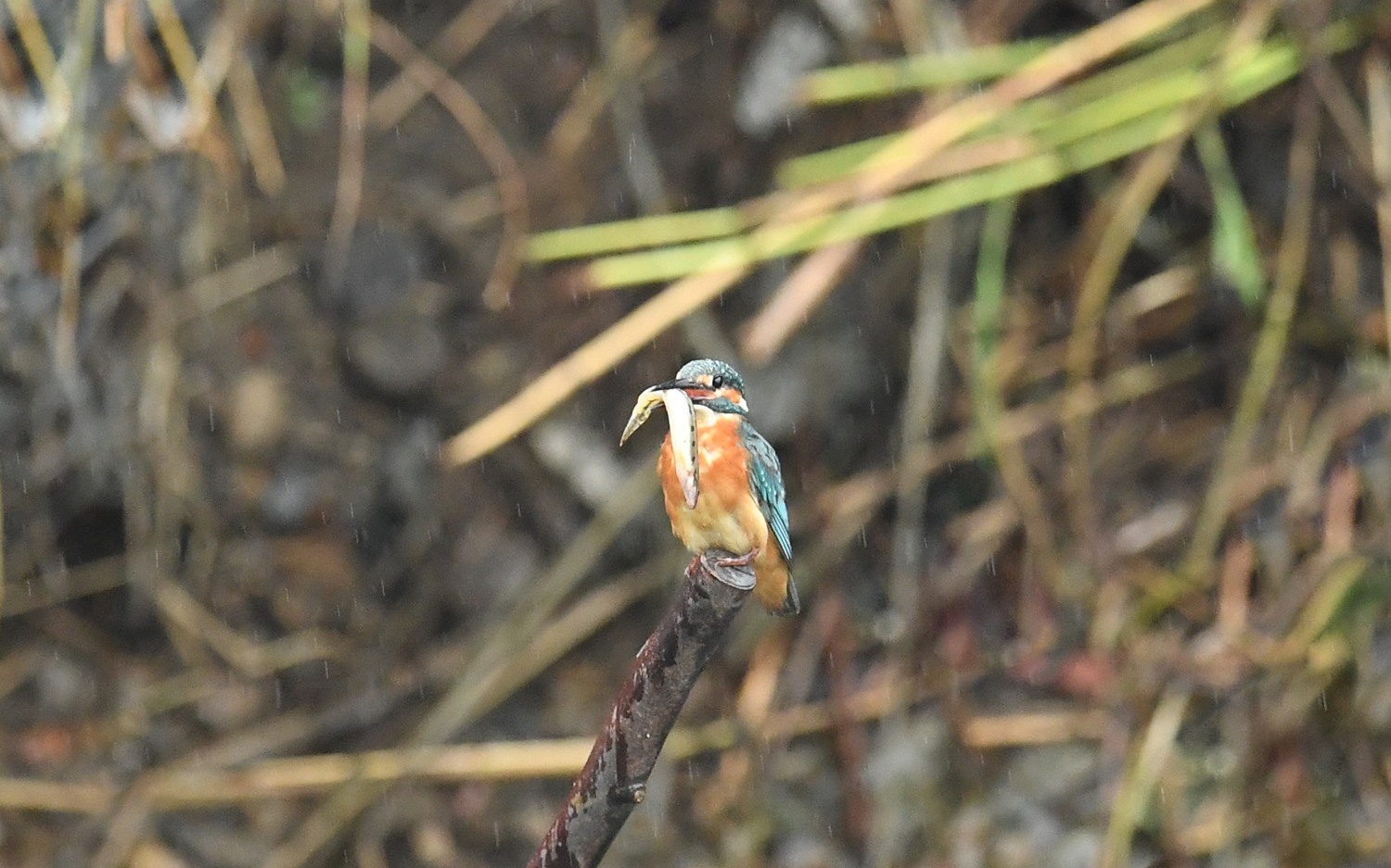 f0133213_06124132.jpg
