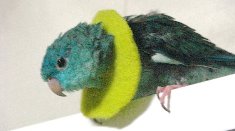 インコのエリザベスカラー（ソフトタイプ）_f0362822_00381379.jpg