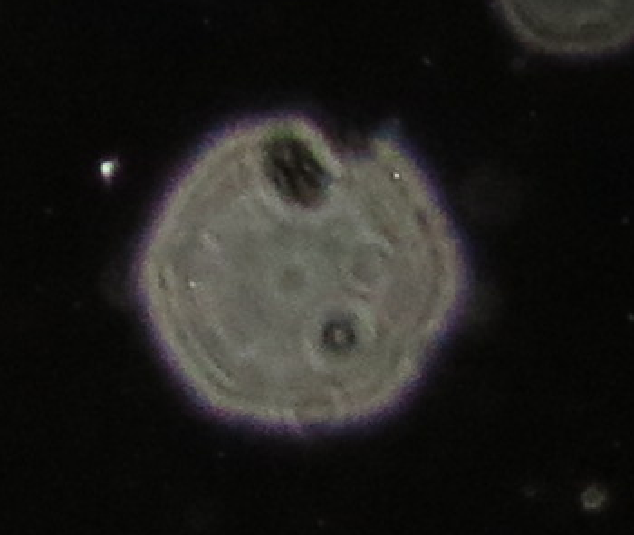 c0331825_12565568.png