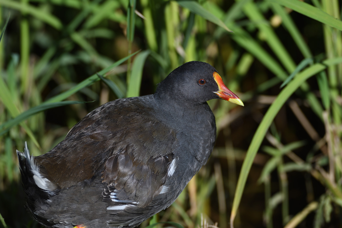 バンのクチバシ 鳥 撮り トリミング バンのクチバシ 鳥 撮り トリミング