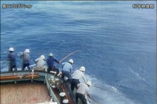 本日の配信映画「ナブラ －赤道直下にカツオを追う一本釣りの漁師達－ 」_b0115553_1353259.png