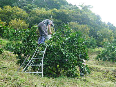ザ・みかん　大切な結果枝を守るため、みかんの果樹の枝吊り作業(後編)_a0254656_18145468.jpg