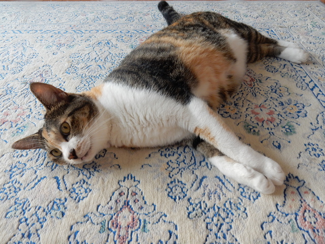 ’16,9,8(木)猫の危機管理能力!_f0060461_8454546.jpg