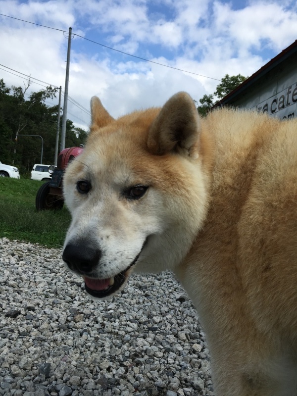 a0353162_06171260.jpeg
