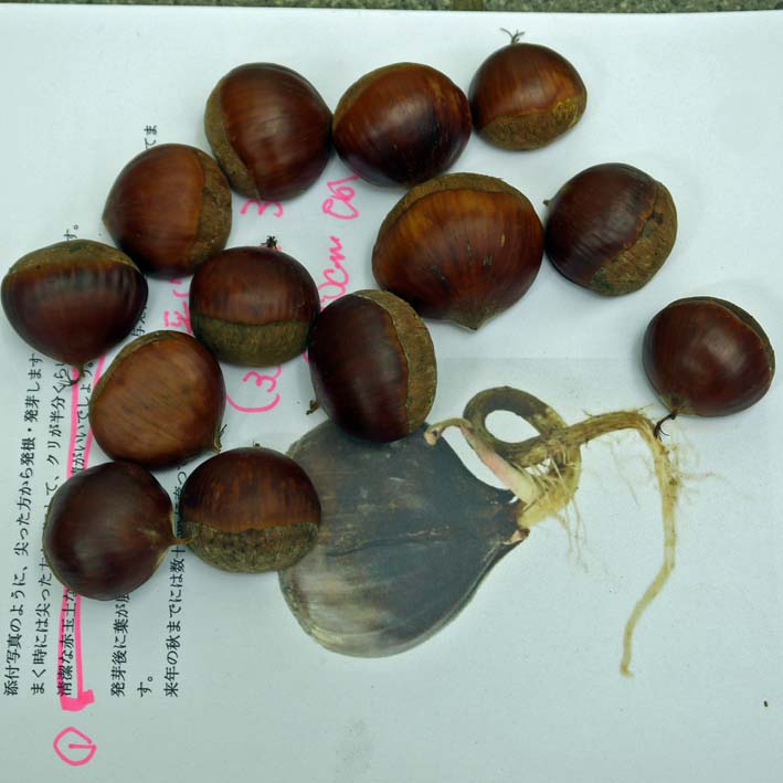いただいたクリの実で苗木作りに初挑戦：９・７_c0014967_12463058.jpg