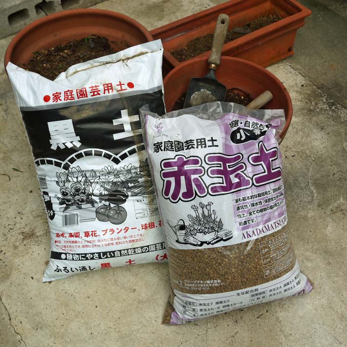 いただいたクリの実で苗木作りに初挑戦：９・７_c0014967_12464954.jpg