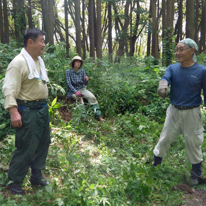 いたぶられた山桜の苗木“絶命” ②9・6六国見山臨時手入れ_c0014967_1271885.jpg