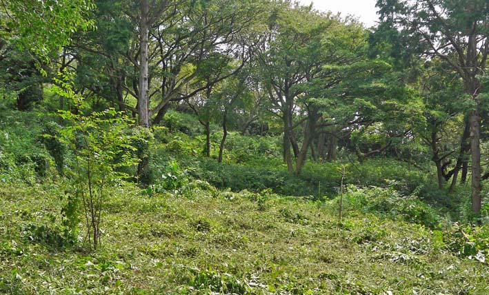 いたぶられた山桜の苗木“絶命” ②9・6六国見山臨時手入れ_c0014967_1274925.jpg