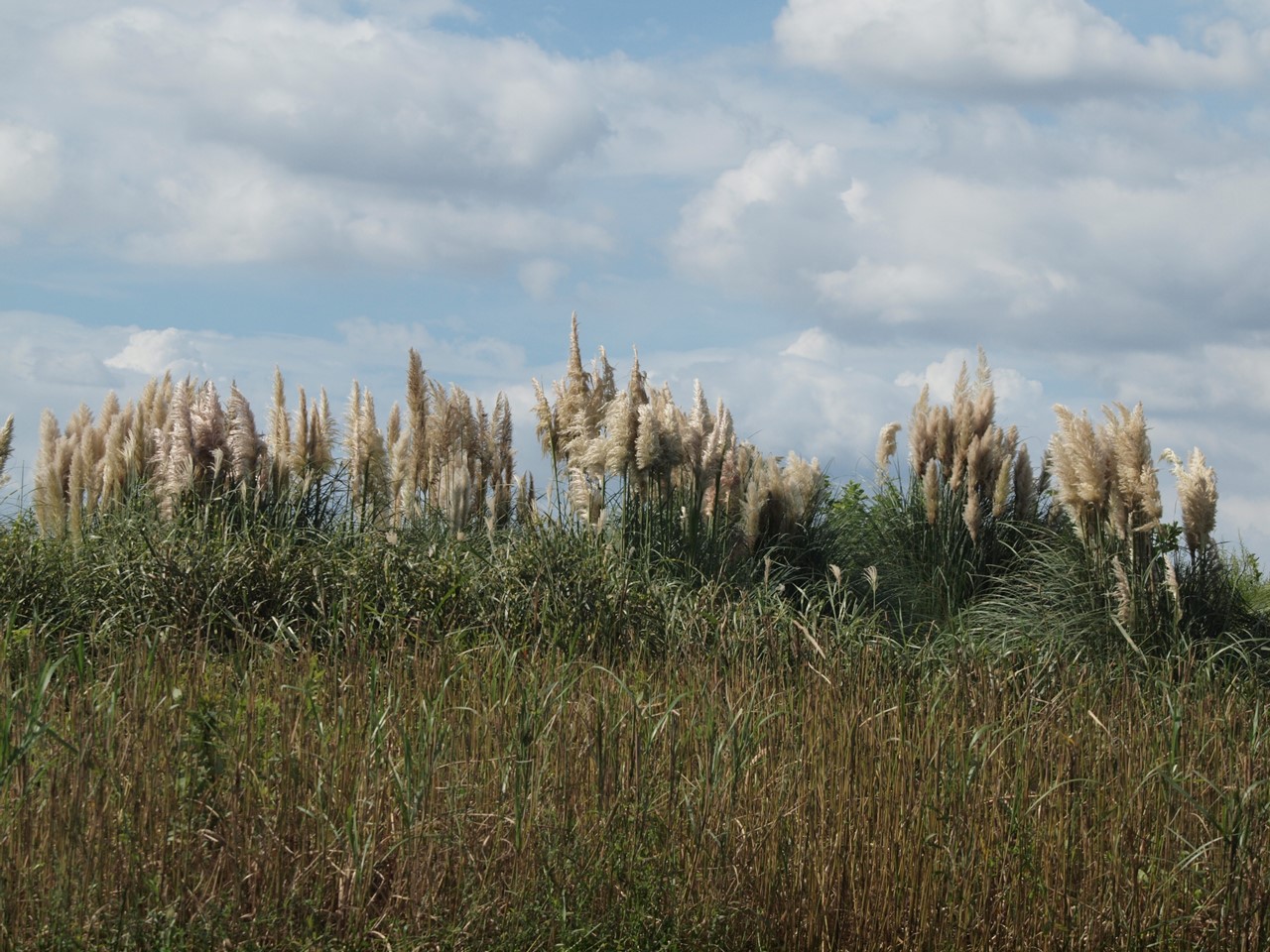 d0054276_20235997.jpg