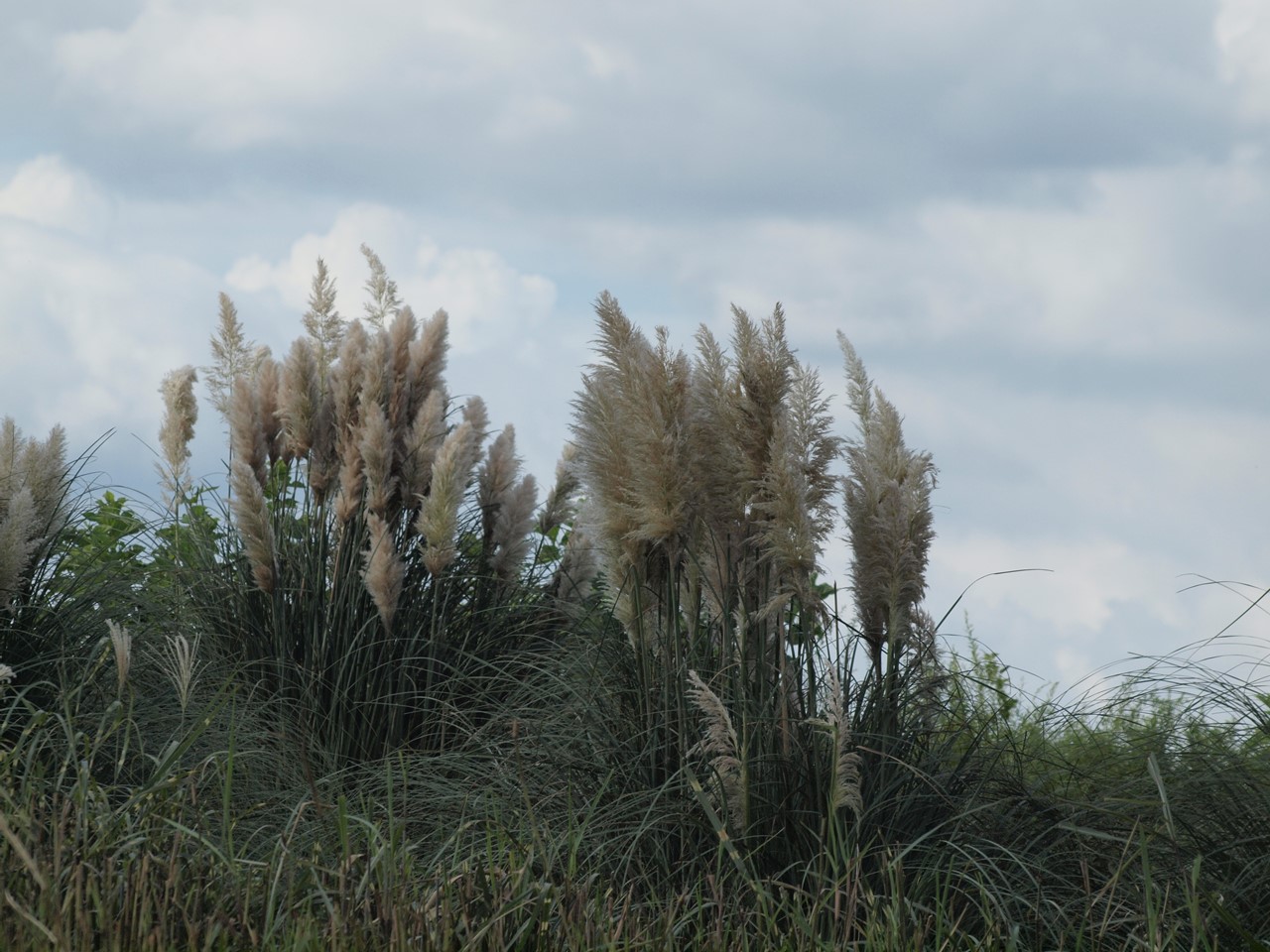 d0054276_20242590.jpg