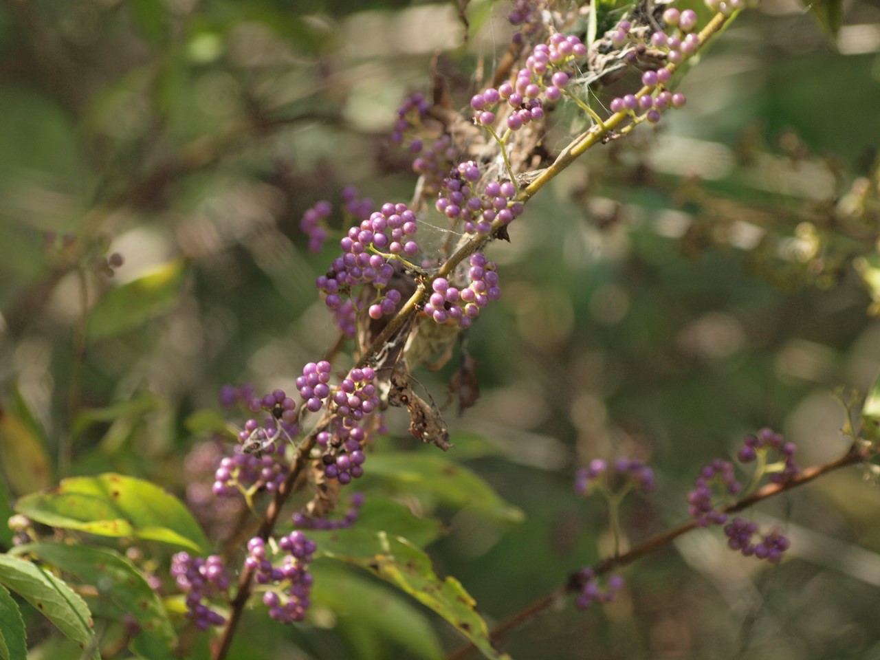 d0054276_20284431.jpg