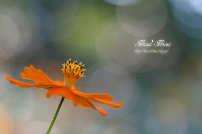 秋の風 - Flores*Flores