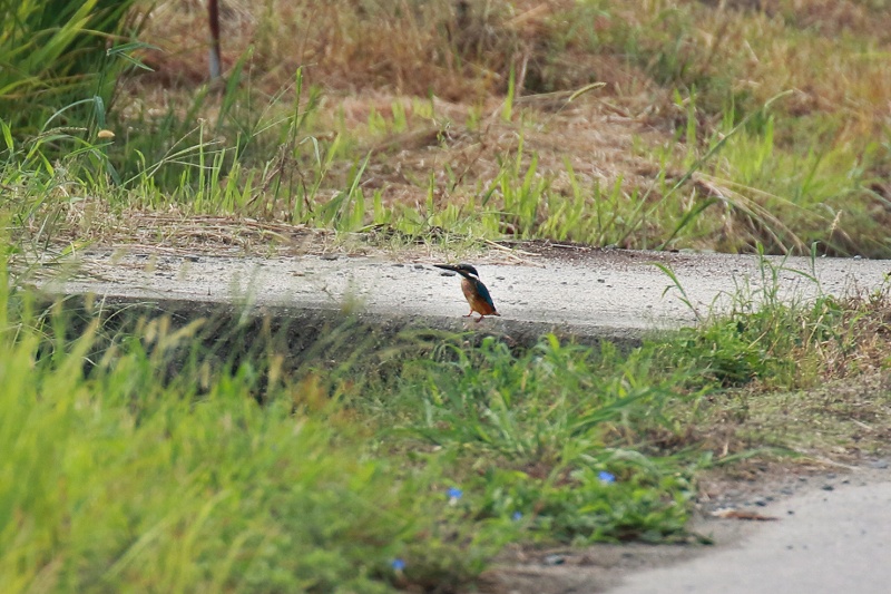 今津探鳥会_f0022486_10492980.jpg