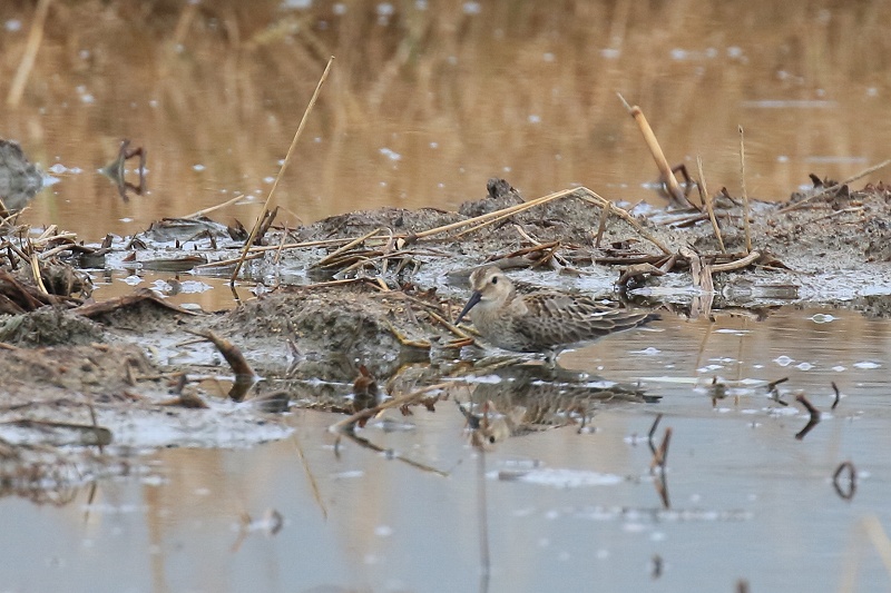 今津探鳥会_f0022486_10511839.jpg