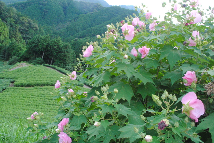 酔芙蓉が満開を迎えています_c0282391_10341693.jpg