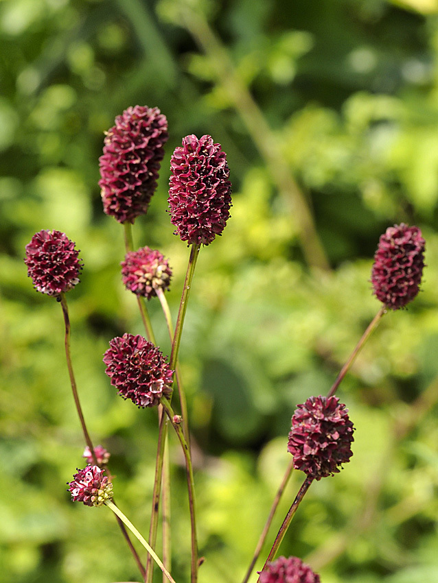 ワレモコウの花の真実_d0163696_20275882.jpg