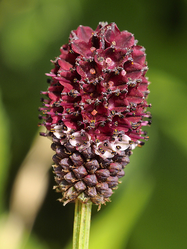 ワレモコウの花の真実_d0163696_20280895.jpg