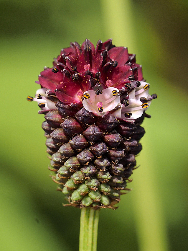 ワレモコウの花の真実_d0163696_20281621.jpg