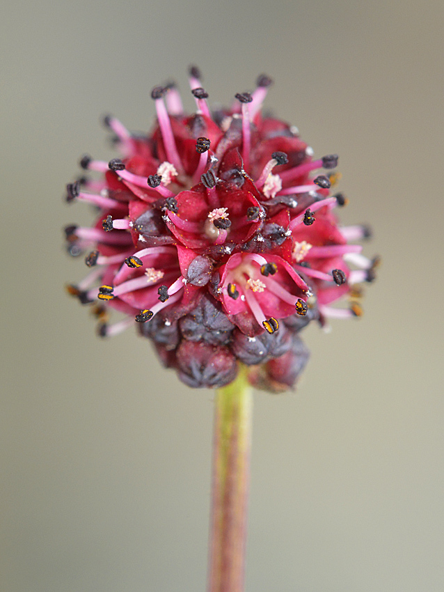 ワレモコウの花の真実_d0163696_20284293.jpg