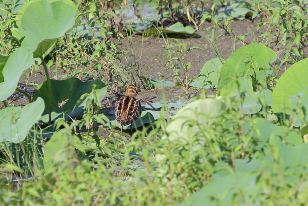 今日の鳥見（2016年9月9日）_f0235311_13005769.jpg