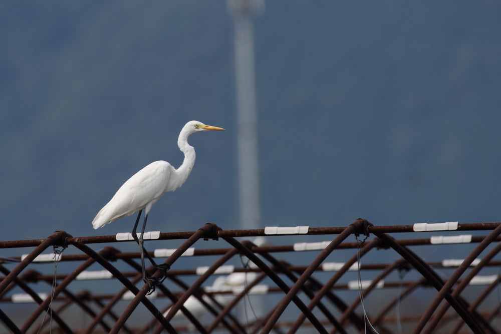 今日の鳥見（2016年9月9日）_f0235311_13072996.jpg