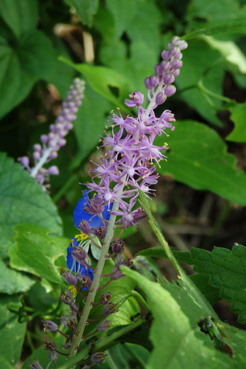 ９月１６日の誕生日の花 蔵王の花たち 旧青いけし追っかけの旅