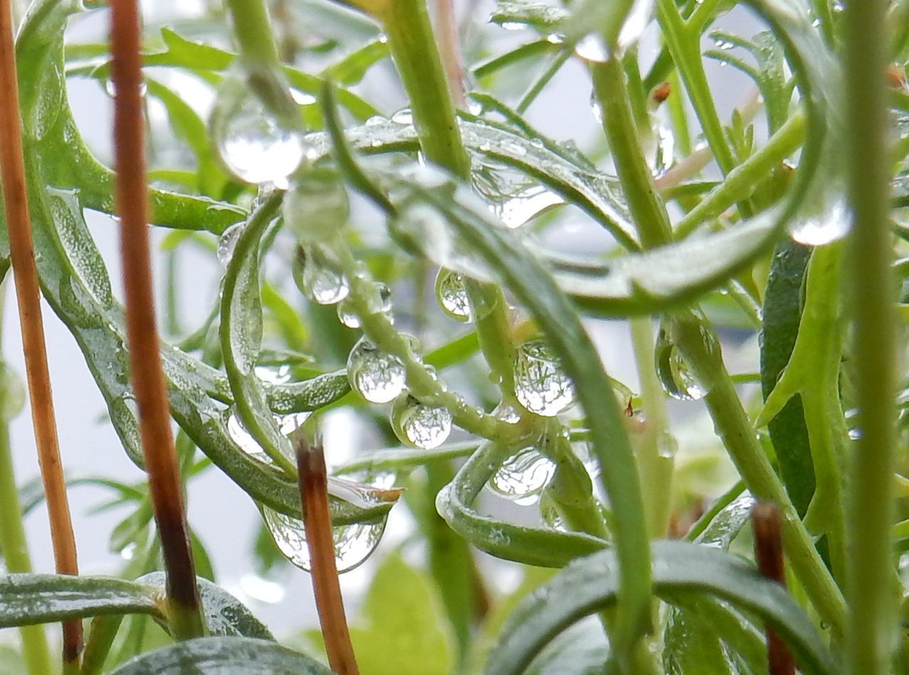 明け方の気温が15℃を切ったので秋を宣言します_c0025115_21065884.jpg