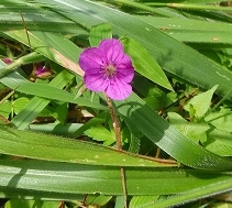 f0193521_1352166.jpg