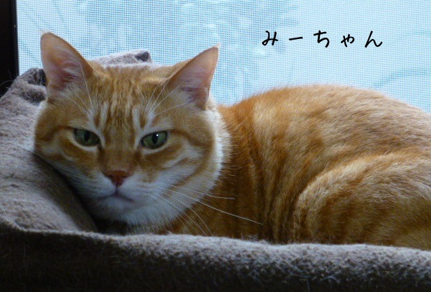 お留守番にゃんこギャラリー【August-2】_e0237625_17155424.jpg