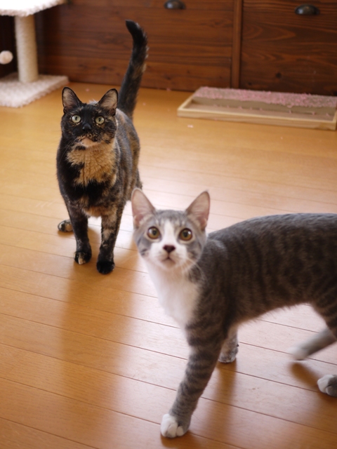 猫のお留守番 ワサビちゃん天ちゃん麦くん茶くん編。_a0143140_22163593.jpg