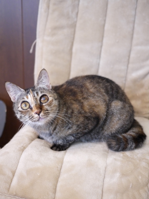 猫のお留守番 ワサビちゃん天ちゃん麦くん茶くん編。_a0143140_2217034.jpg