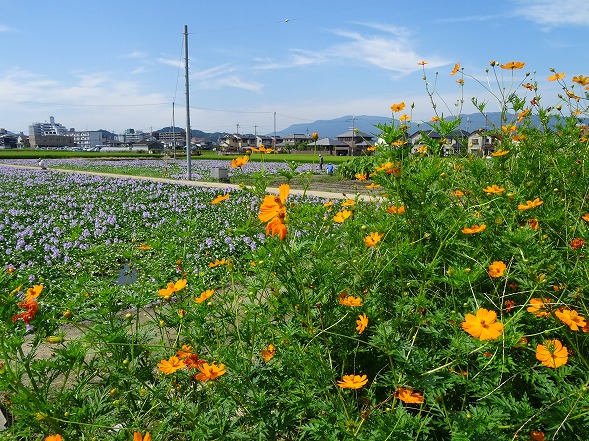 本薬師寺跡の花蓮とホテイアオイ_b0299042_1043402.jpg