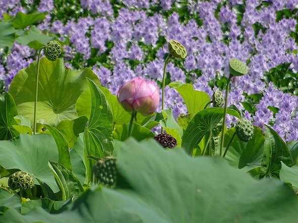 本薬師寺跡の花蓮とホテイアオイ_b0299042_1043514.jpg