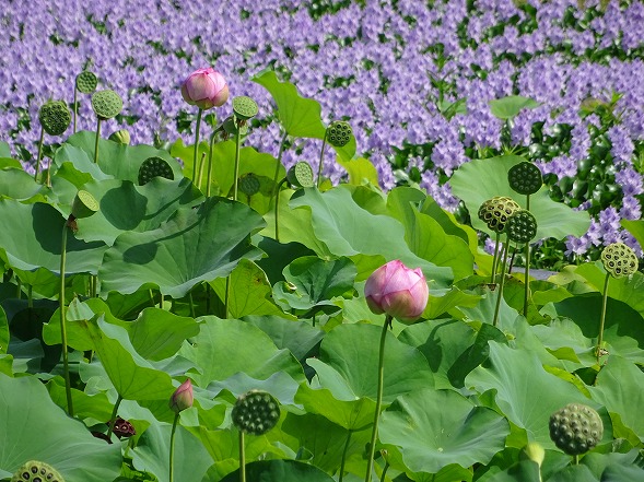 本薬師寺跡の花蓮とホテイアオイ_b0299042_10435950.jpg