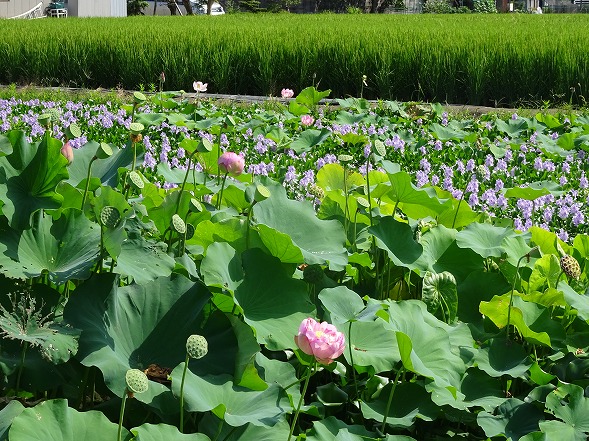 本薬師寺跡の花蓮とホテイアオイ_b0299042_1044954.jpg