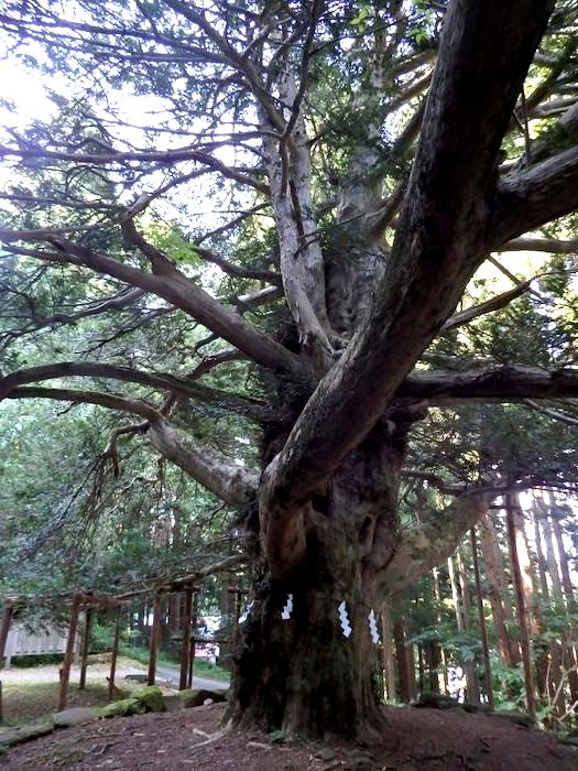 男鹿真山神社 榧の木と支柱コレクション 龍人鳥の徒然フォト日記