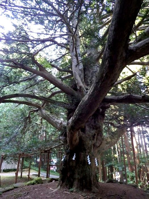 男鹿真山神社 榧の木と支柱コレクション 龍人鳥の徒然フォト日記 男鹿真山神社 榧の木と支柱コレクション 龍人鳥の徒然フォト日記
