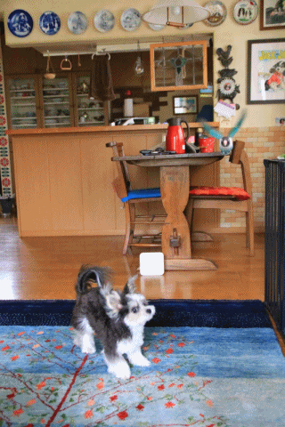 c0145250_10582935.gif