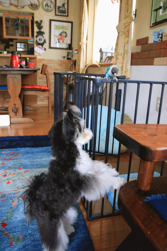 c0145250_10583457.gif