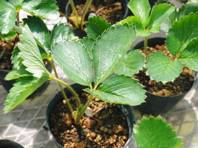 完熟紅ほっぺ 9月下旬の定植に向けて苗床の様子と減農薬栽培の話_a0254656_1745184.jpg