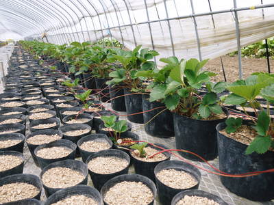 完熟紅ほっぺ 9月下旬の定植に向けて苗床の様子と減農薬栽培の話_a0254656_1756535.jpg
