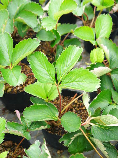 完熟紅ほっぺ 9月下旬の定植に向けて苗床の様子と減農薬栽培の話_a0254656_18181392.jpg