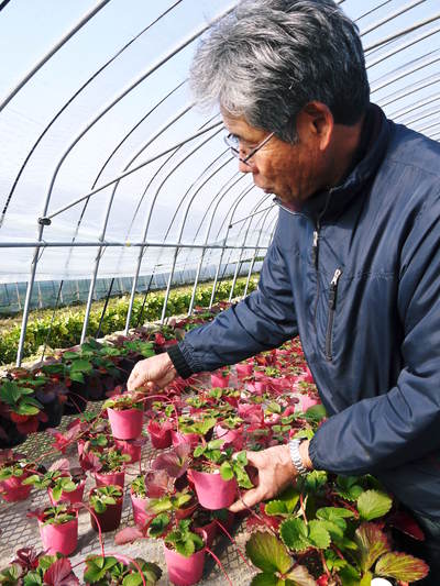 完熟紅ほっぺ 令和3年も9月下旬の定植です!現在の苗床の元気に育つ苗たちの様子と減農薬栽培の話_a0254656_1831661.jpg