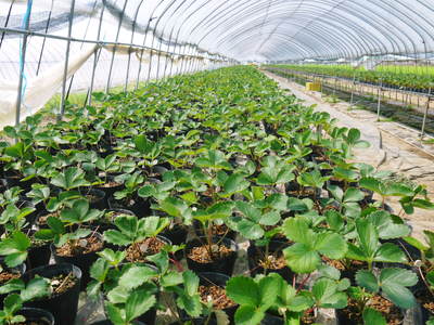 完熟紅ほっぺ 令和3年も9月下旬の定植です!現在の苗床の元気に育つ苗たちの様子と減農薬栽培の話_a0254656_188577.jpg