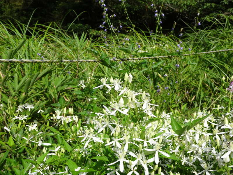 c0108460_20402382.jpg